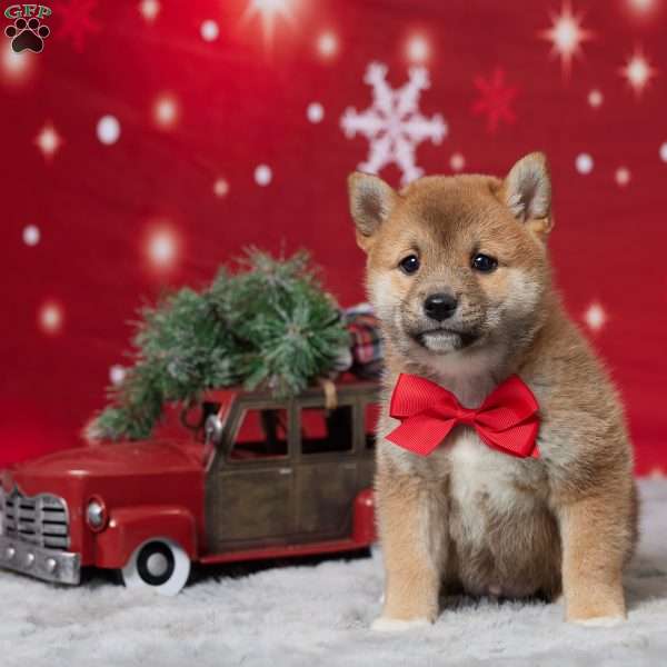 Mannie, Shiba Inu Puppy